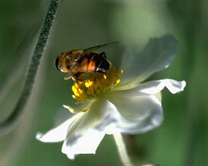 Découverte des abeilles avec la Maison de la Loire