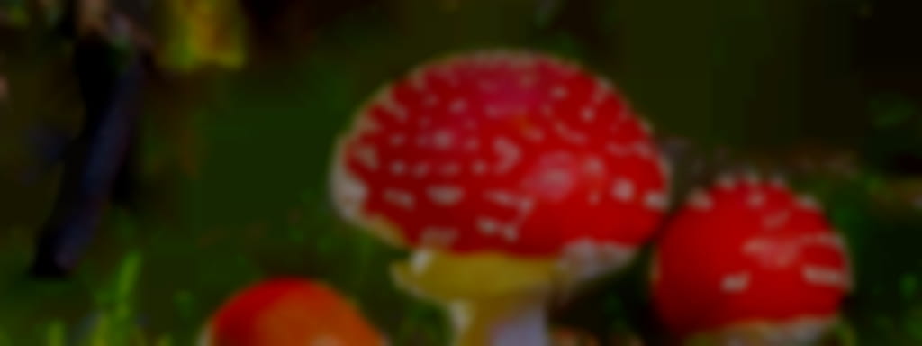 Découvertes Sologne Nature - Sortie champignons à Vouzon