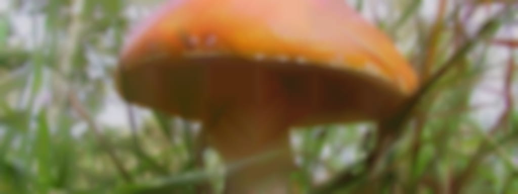 Instants Nature - Découvrons les champignons à Vendôme