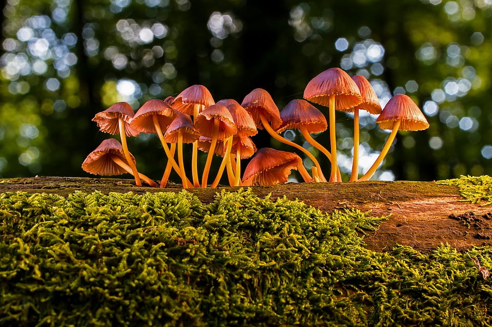 Découvertes Sologne Nature - Sortie champignons à Orçay